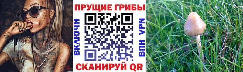 Псилоцибиновые грибы GOLDEN TEACHER Тосно